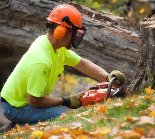 tree services Mars Hill